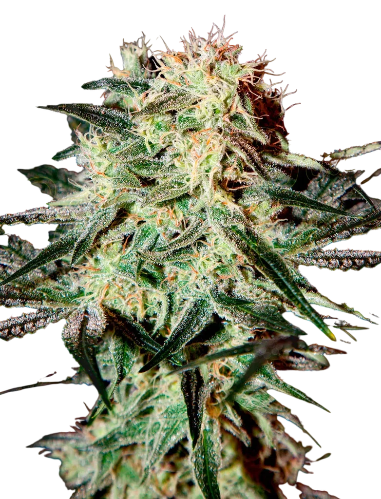 Arjans Strawberry Haze | PHOTOFEM | Greenhouse Seed Co.