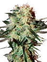 Arjans Strawberry Haze | PHOTOFEM | Greenhouse Seed Co.
