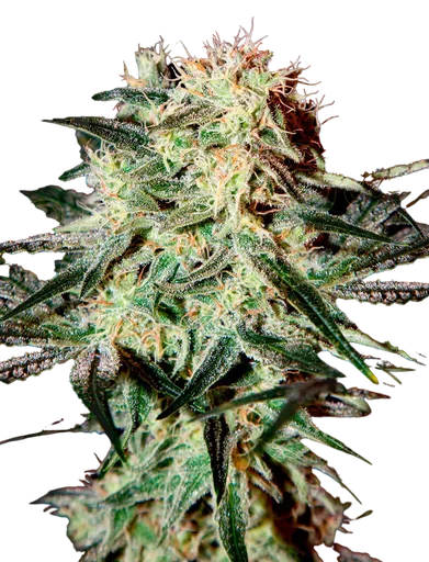Arjans Strawberry Haze