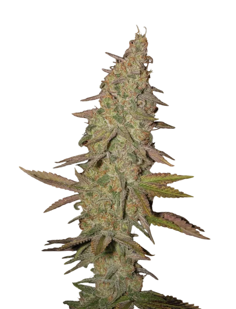 Arjans Ultra Haze #1 | PHOTOFEM | Greenhouse Seed Co.