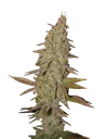 Arjans Ultra Haze #1 | PHOTOFEM | Greenhouse Seed Co.
