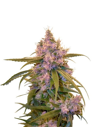 Arjans Ultra Haze #2