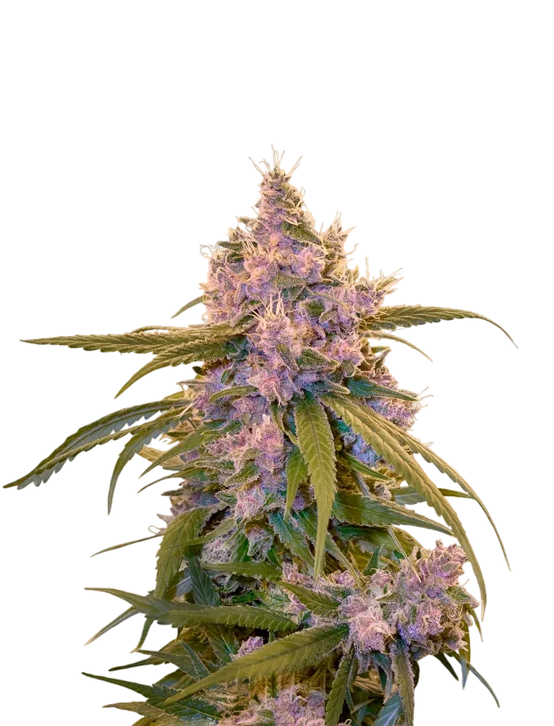 Arjans Ultra Haze #2 | PHOTOFEM | Greenhouse Seed Co.