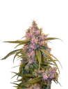 Arjans Ultra Haze #2 | PHOTOFEM | Greenhouse Seed Co.