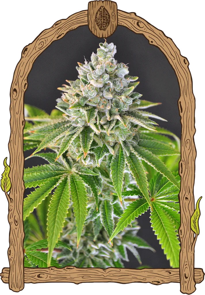 Artic Flurry | PHOTOFEM | Exotic Seed
