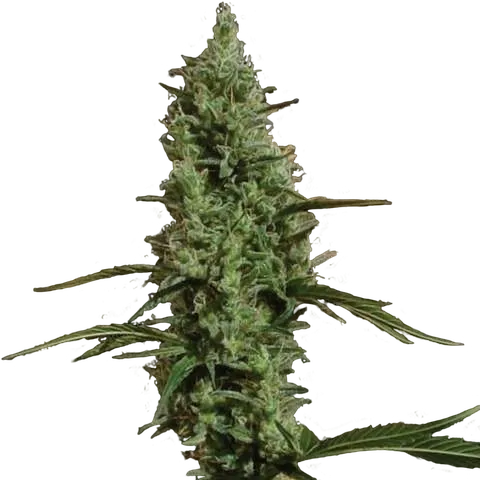 Atomical Haze | PHOTOFEM | Paradise Seeds