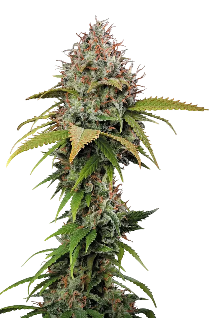 Atomical Haze | PHOTOFEM | Paradise Seeds