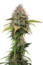 Atomical Haze | PHOTOFEM | Paradise Seeds