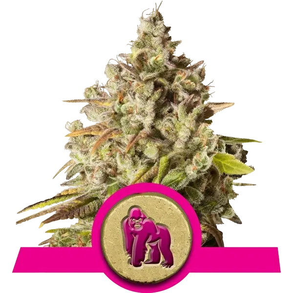Royal Gorilla | PHOTOFEM | Royal Queen Seeds