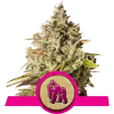 Royal Gorilla | PHOTOFEM | Royal Queen Seeds