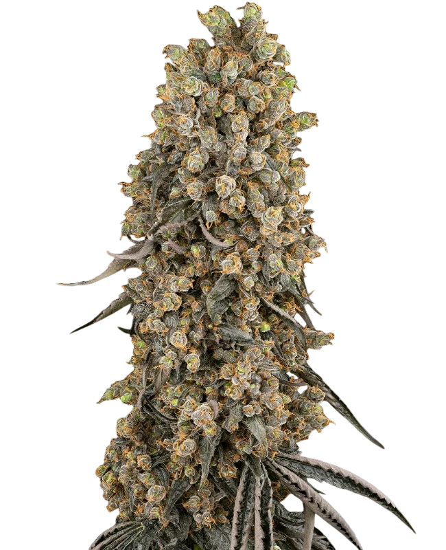 Atomic Blue Dream | PHOTOFEM | Sensi Seeds