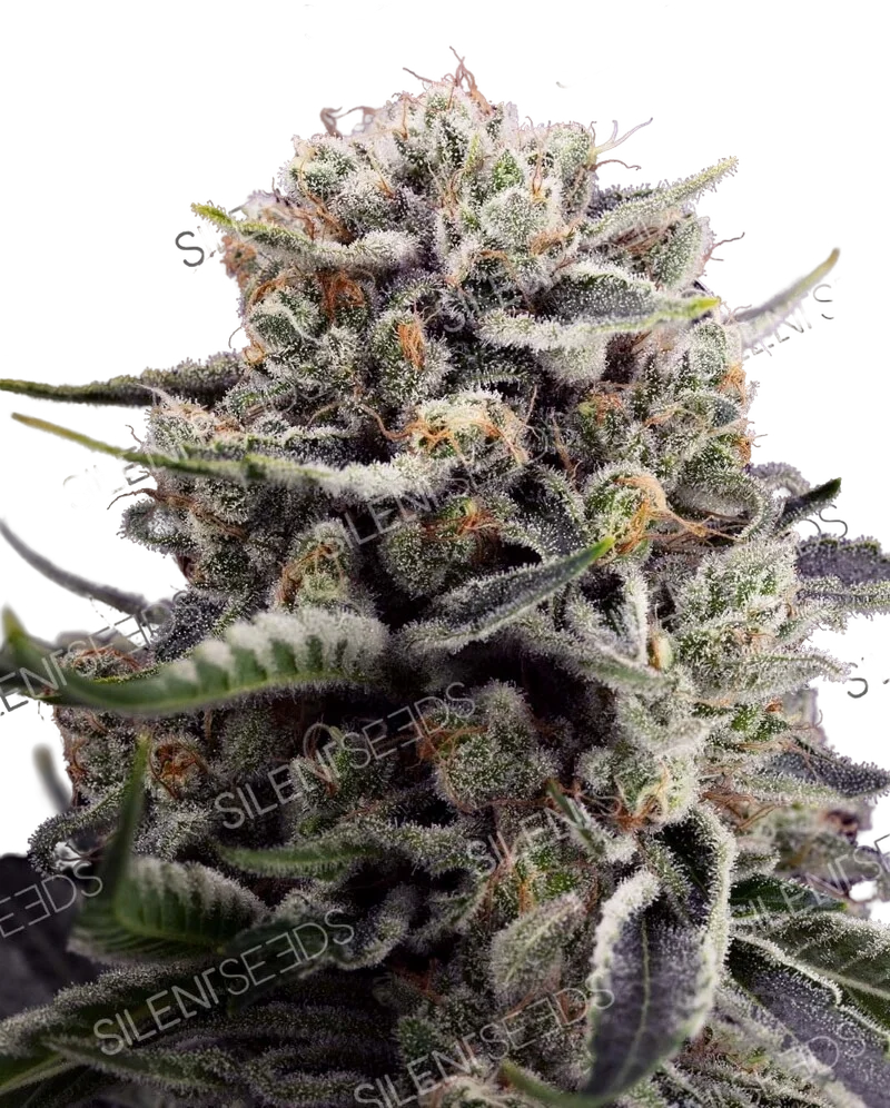 B45 | PHOTOFEM | Silent Seeds