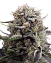 B45 | PHOTOFEM | Silent Seeds