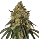 B-52 | PHOTOFEM | Silent Seeds