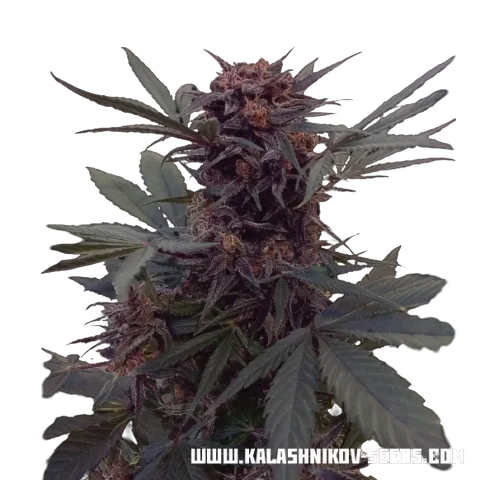 Babushka Black Auto | AUTOFEM | Kalashnikov Seeds