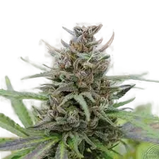 Baby Boom Auto | AUTOFEM | Kannabia Seeds