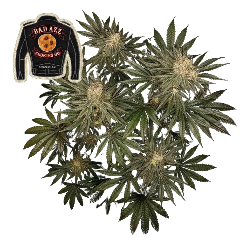 Badazz Cookies OG | PHOTOFEM | Seedsman