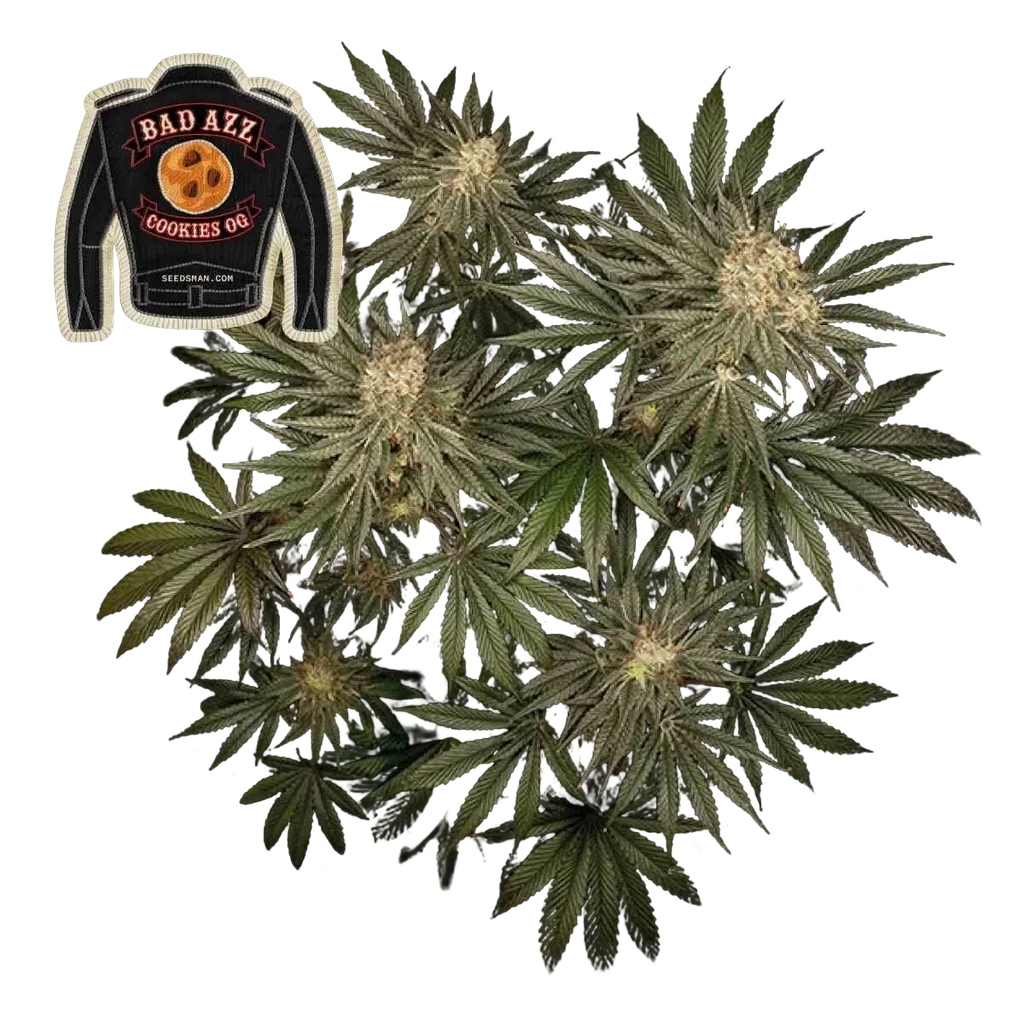 Badazz Cookies OG | PHOTOFEM | Seedsman