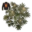 Badazz Cookies OG | PHOTOFEM | Seedsman