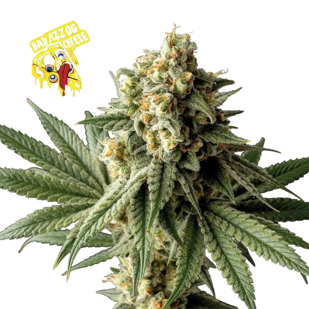 Badazz OG Cheese | PHOTOFEM | Seedsman