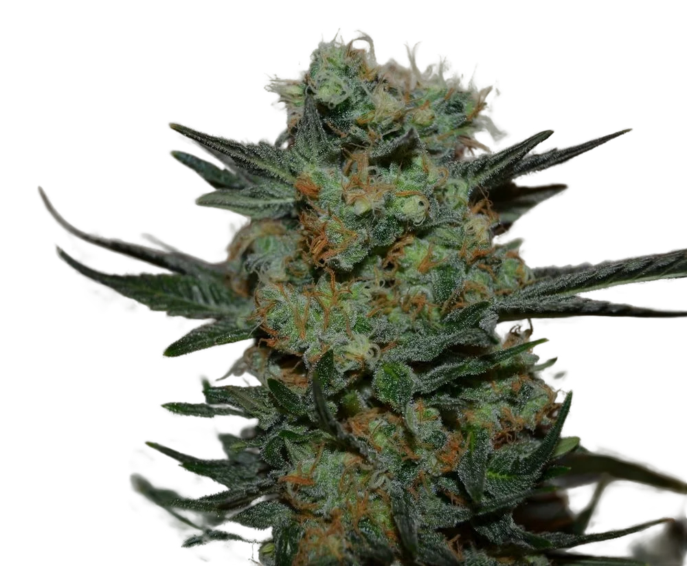 Baikal Express | PHOTOFEM | Kalashnikov Seeds