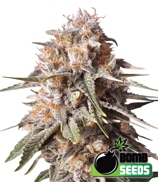 Baked Bomb Auto | AUTOFEM | Bomb Seeds