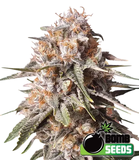 Baked Bomb Auto