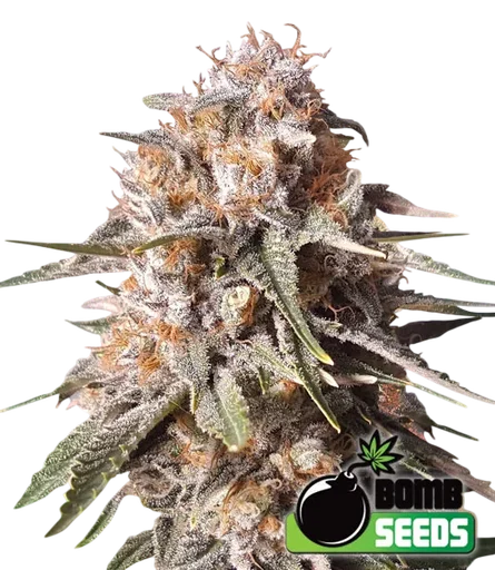 Baked Bomb Auto