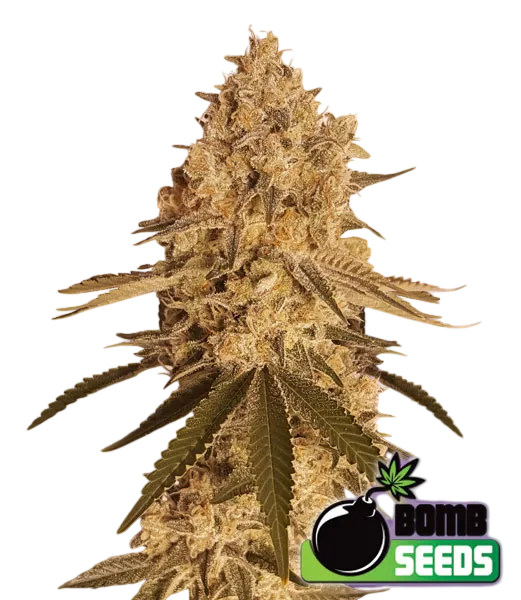 Baked Bomb | PHOTOFEM | Bomb Seeds