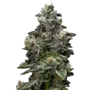 Bakers Delight | PHOTOFEM | DNA Genetics