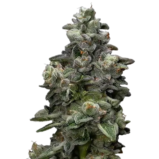 Bakers Delight