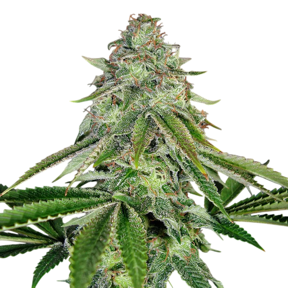Bakers Delight Auto | AUTOFEM | DNA Genetics