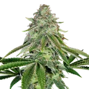 Bakers Delight Auto | AUTOFEM | DNA Genetics