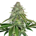 Bakers Delight Auto | AUTOFEM | DNA Genetics