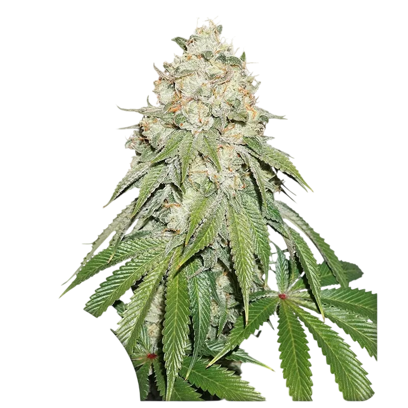 Banana Blaze | PHOTOFEM | Dutch Passion