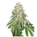 Banana Blaze | PHOTOFEM | Dutch Passion