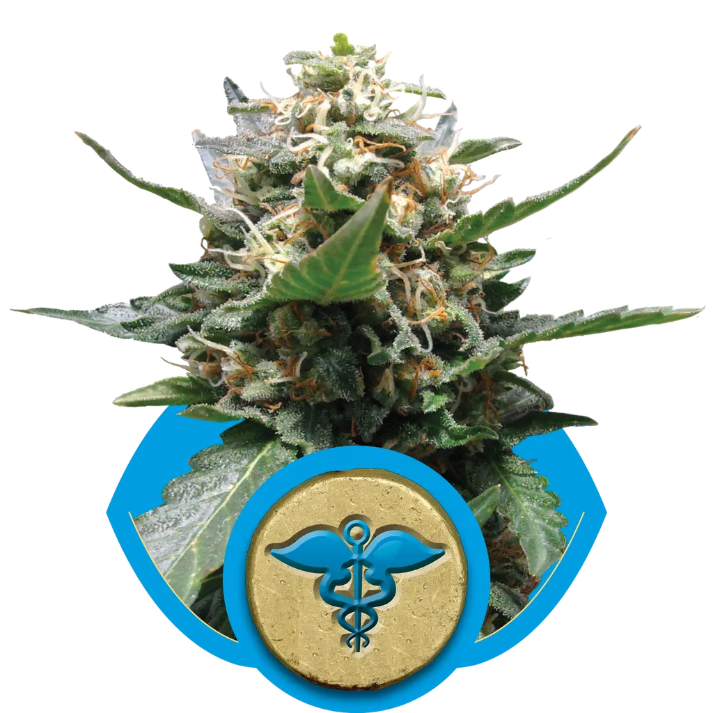 Royal Medic CBD | PHOTOFEM | Royal Queen Seeds