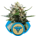 Royal Medic CBD | PHOTOFEM | Royal Queen Seeds