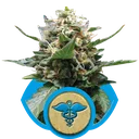 Royal Medic CBD | PHOTOFEM | Royal Queen Seeds