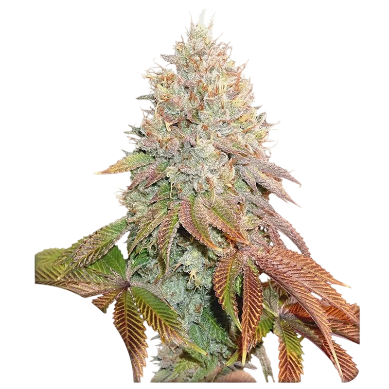 Banana Blaze Auto | AUTOFEM | Dutch Passion