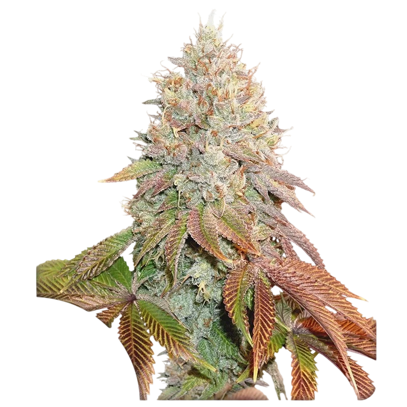 Banana Blaze Auto | AUTOFEM | Dutch Passion
