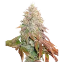 Banana Blaze Auto | AUTOFEM | Dutch Passion