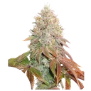 Banana Blaze Auto | AUTOFEM | Dutch Passion