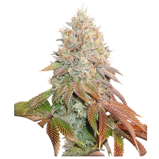 Banana Blaze Auto