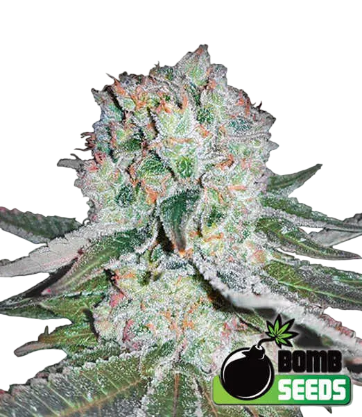 Banana Bomb | PHOTOFEM | Bomb Seeds