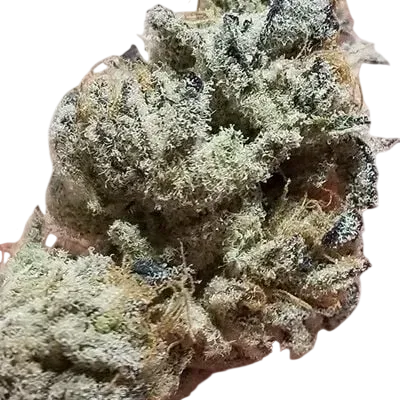 Banana Cake | PHOTOFEM | In House Genetics