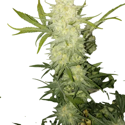 Bananacane | PHOTOFEM | In House Genetics