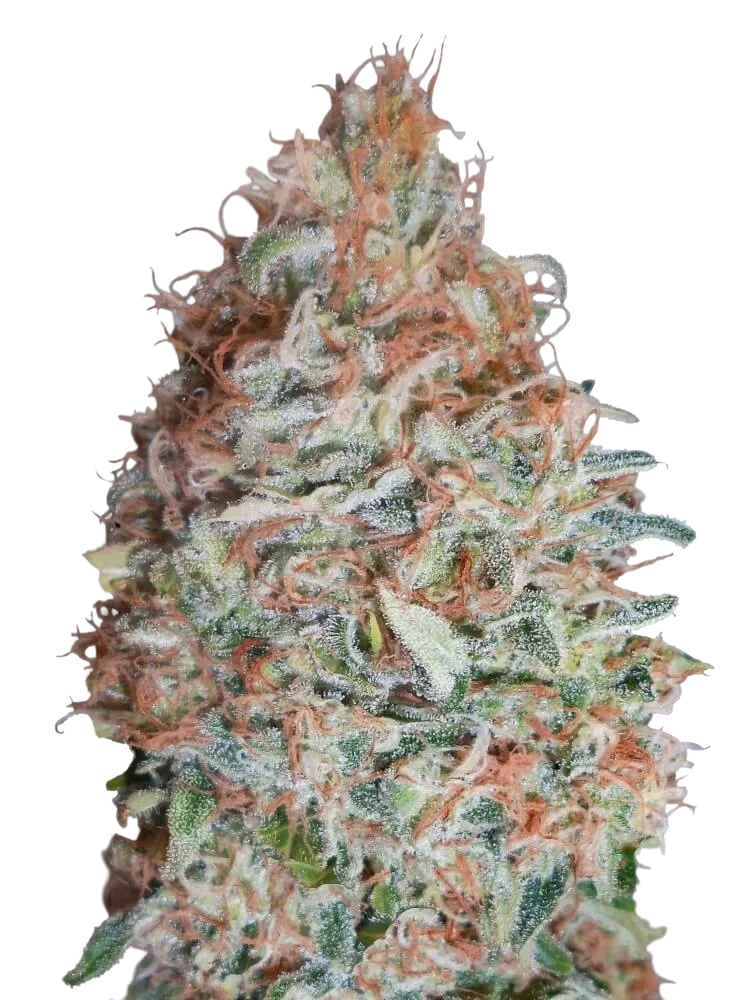 Banana Cookies | PHOTOFEM | Advanced Seeds