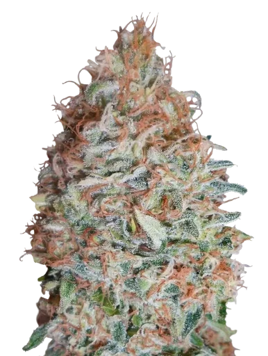 Banana Cookies