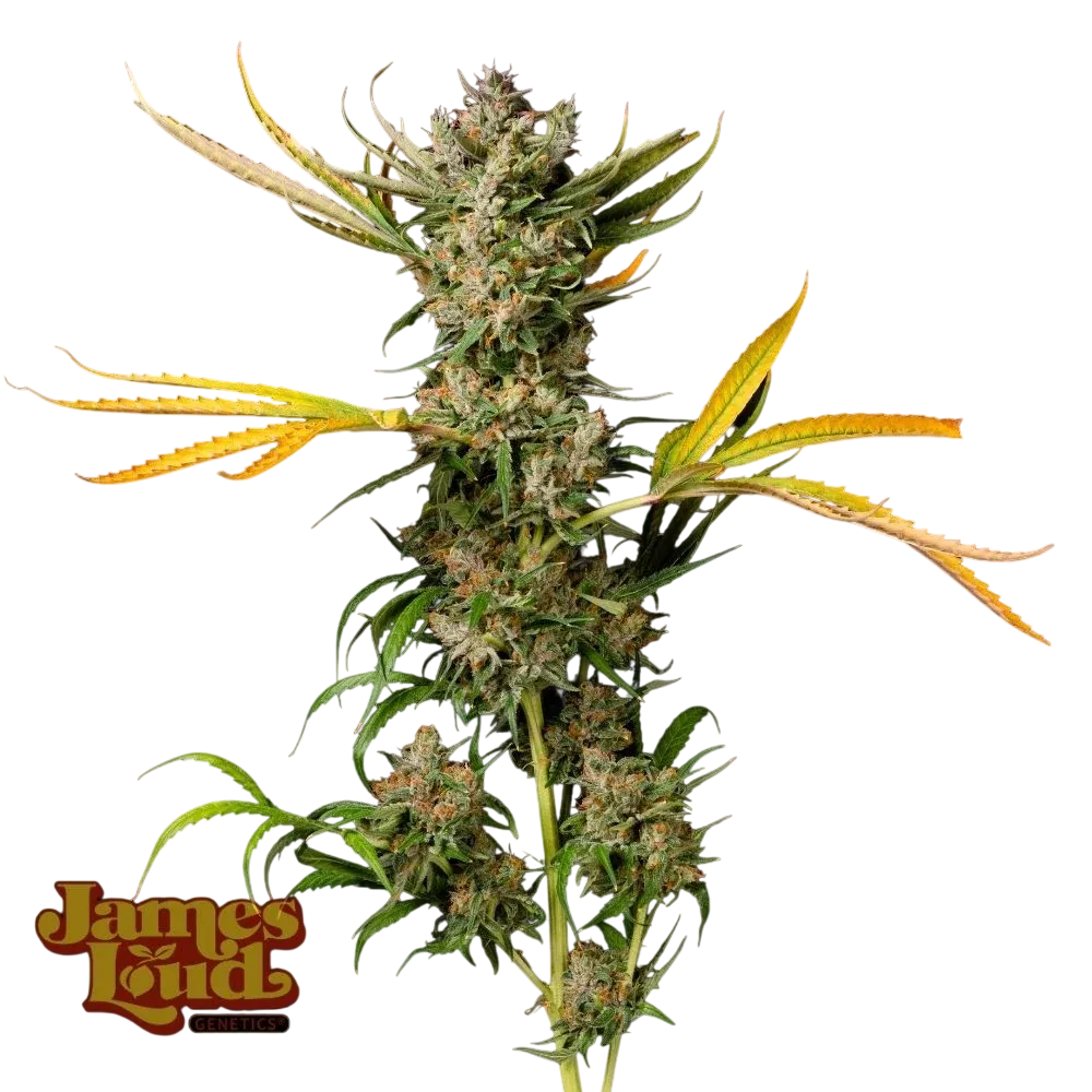 Banana Cough | PHOTOREG | James Loud Genetics